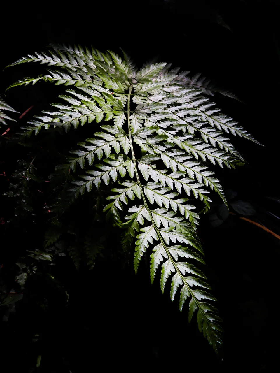 Close-up of a green fern against a dark background