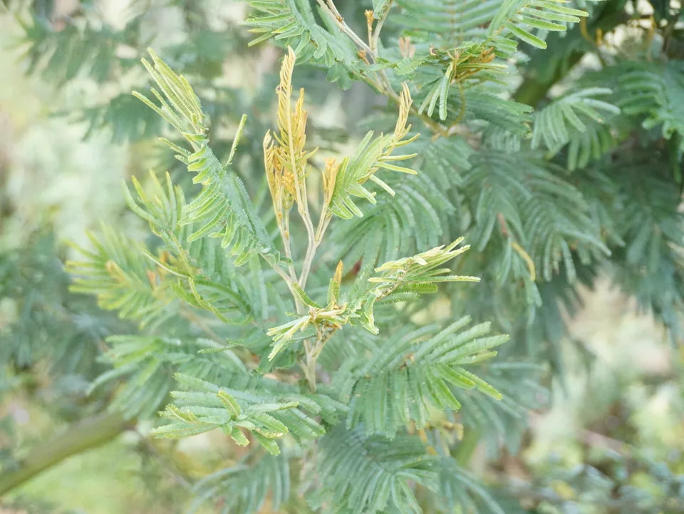 Overlapping soft green fern fronds