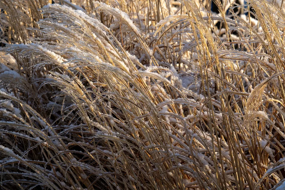Fine ornamental grasses catching warm sunlight