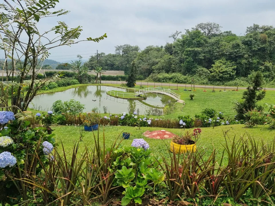 Hydrangeas beside a pond and green garden